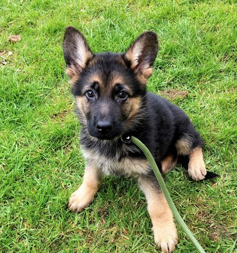 Photo of an Alsatian puppy