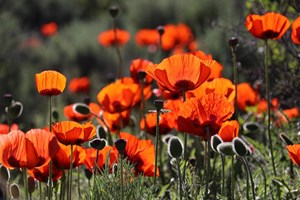 ‘Remember from Home’ this Remembrance Sunday and Armistice Day (1)