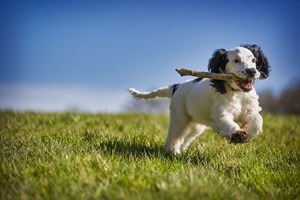 Dog running in an open space