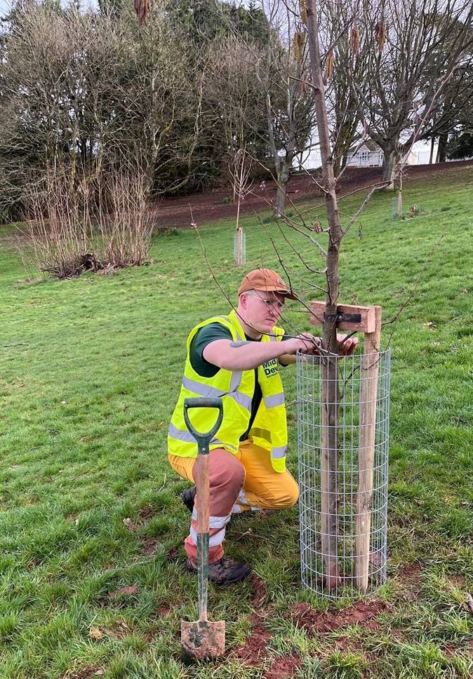 A member of staff puts the finishing touches on a newly planted tree at People's Park, Tiverton.
